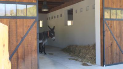 В Баничан откриха старчески дом за магарета