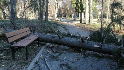 Силният вятър изкорени дърво в парка на Банско