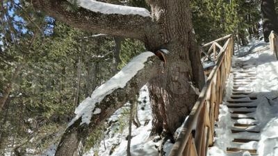 Дирекция   Национален парк Пирин” ограничава достъпа на туристи до най-старото иглолистно дърво в България - Байкушевата мура