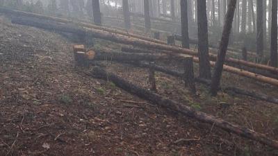 Злосторници отрязаха 74 дръвчета бял бор в гора над Разлог