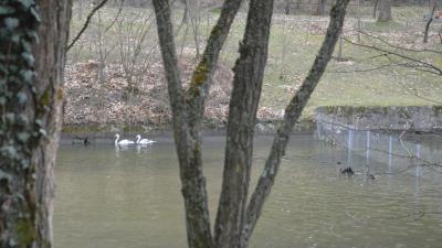 Езерото в парк  Бачиново  - дом на нови красиви бели и черни лебеди