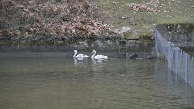 Езерото в парк  Бачиново  - дом на нови красиви бели и черни лебеди