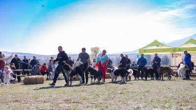 Кучето Шериф от село Добърско бе отличен с приза  шампион на изложбата  в Разлог