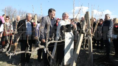 Боговете на виното слязоха в Илинденци и зарязаха лозята-СНИМКИ