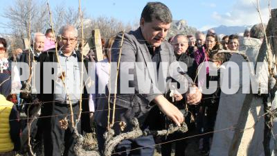 Боговете на виното слязоха в Илинденци и зарязаха лозята-СНИМКИ