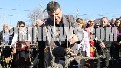 Боговете на виното слязоха в Илинденци и зарязаха лозята-СНИМКИ