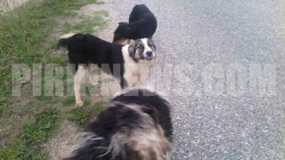Благоевградски пикап изхвърли 17 кучета в Кресненско,общината сезира прокуратурата