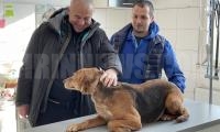 Кметът на Симитли осинови бездомното куче турист, намерено в  Благоевград