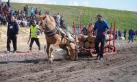 В Разлог се проведе Пролетен шампионат на тежковозни коне в България