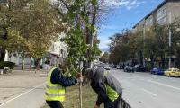 Община Благоевград засажда над 200 нови дръвчета в града