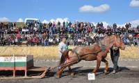 Шампионат за тежковозни коне в Разлог