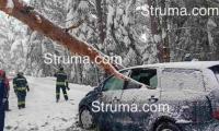 Дърво падна върху автомобил на пътя за Бъндеришка поляна, двама са ранени