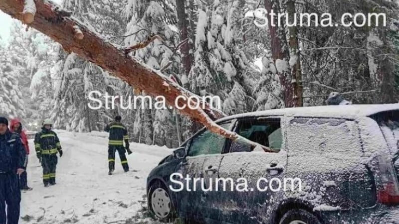 Дърво падна върху автомобил на пътя за Бъндеришка поляна, двама са ранени