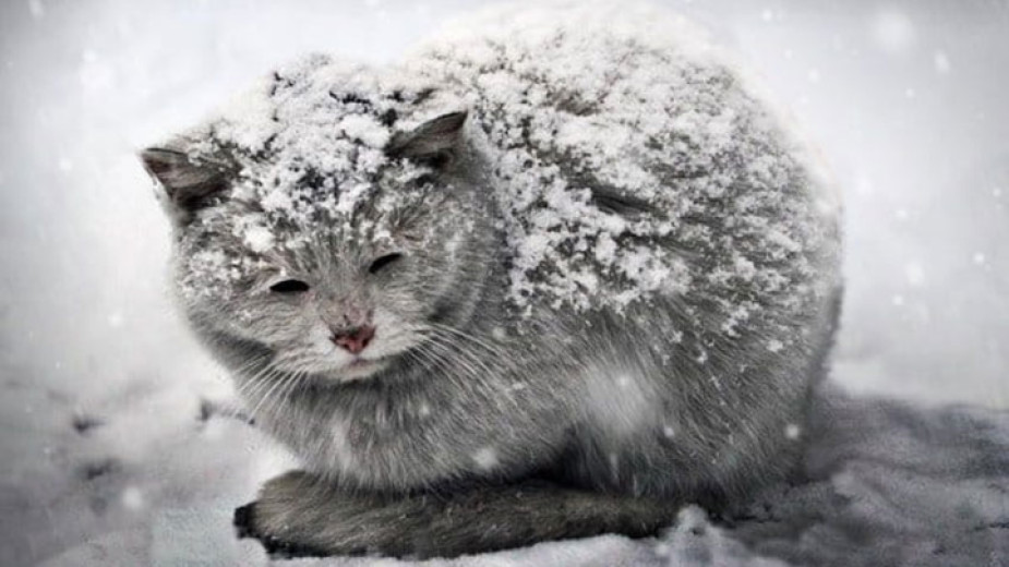 Снимка: Fluffy Paws of Bulgaria