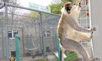 Нови животни ще щъкат в зоокът в новия парк в Разлог