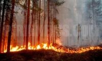Кметът на Гоце Делчев със забрана за паленето на огън в гори, ниви и пасища на територията на общината