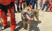 Специален полигон за спасителни кучета направиха в Разлог, учат ги да откриват затрупани при бедствия хора