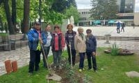 Женският туристически клуб  Планинарка  засади пролетни цветя в Разлог