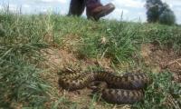 Змия ухапа пенсионер в Благоевград, докато полива градината си