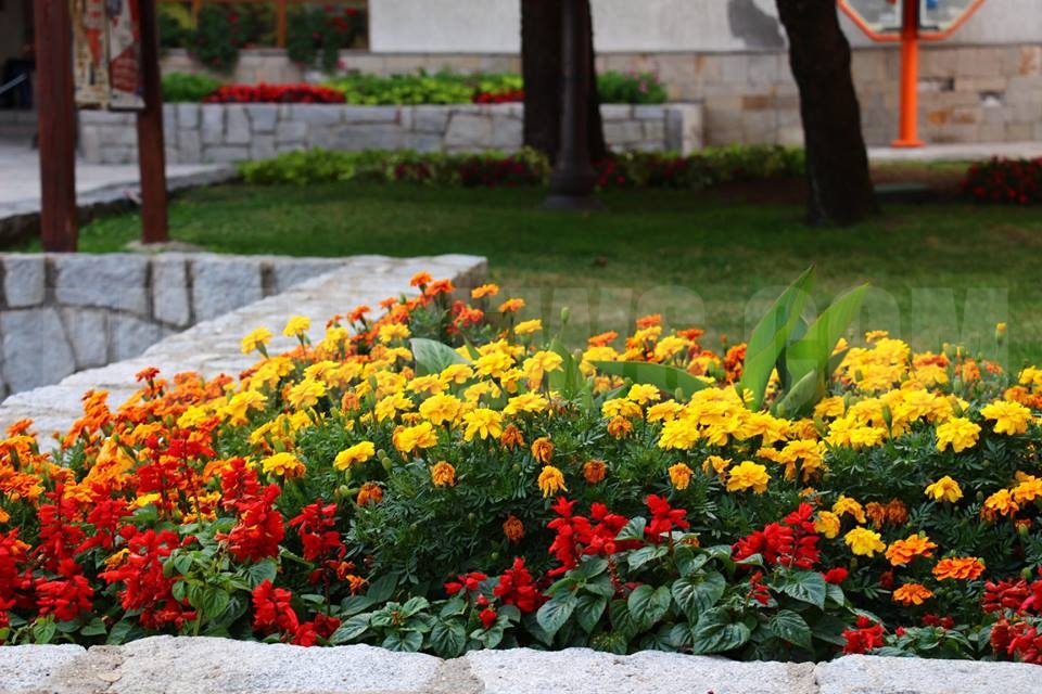 Избират най-красивите градинки и дворове в Банско
