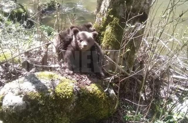 С биберон и козе мляко хранят трите малки мечета, които вече са в Парка на Белица