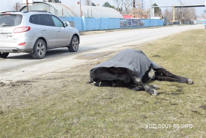 Шофьор се удари в крава на пътя