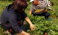 Горските берат първа реколта от ягоди в разсадник Рилски манастир