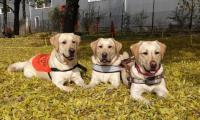 Кучета-водачи демонстрират умения в Гоце Делчев