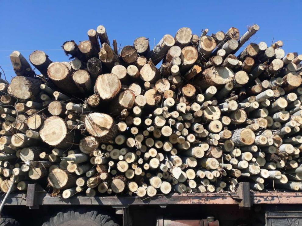 Разбиха  престъпна група за незаконен  добив на дървесина в Пиринско