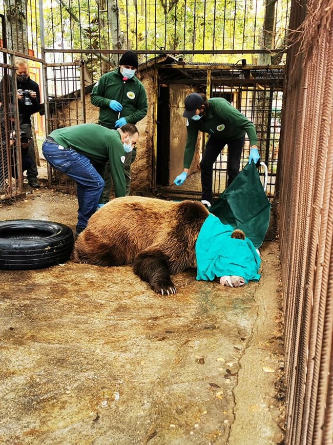 Болно мече  от зоопарка в Северна Македония ще бъде преместено в парка в Белица