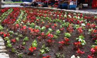 Ученици от Банско засадиха цветя по собствен проект