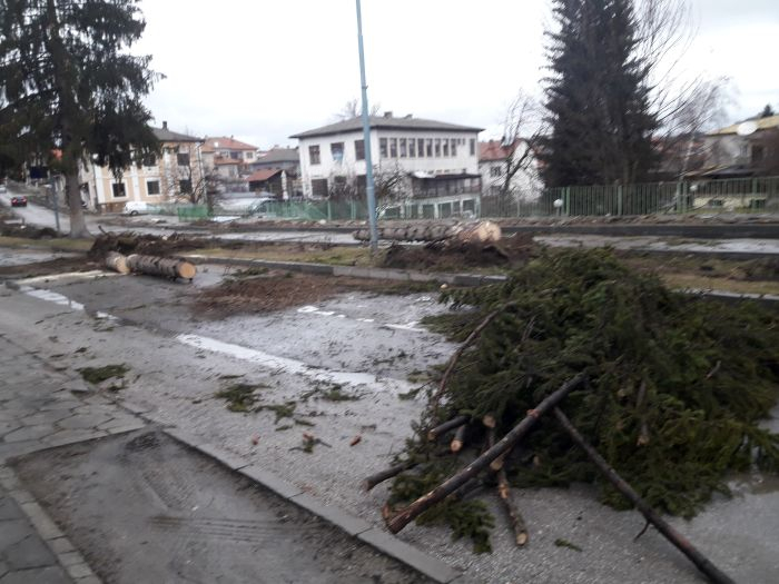 Изсичане на смърчове противопостави жители на курортното село Баня