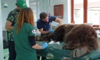 Немски медик прегледа   мечки в парка над Белица