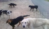 Благоевградски пикап изхвърли 17 кучета в Кресненско,общината сезира прокуратурата