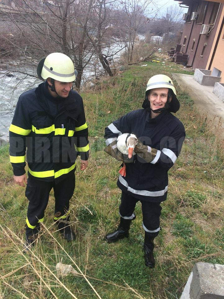 Пожарникари с мисия за връщане на патка-беглец