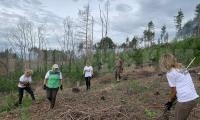 Служители на ЮЗДП почистиха горски площи, повредени след пожар